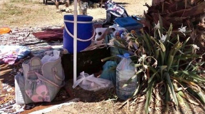 'pamucak'ta Kum Zambakları Yok Oluyor' Uyarısı