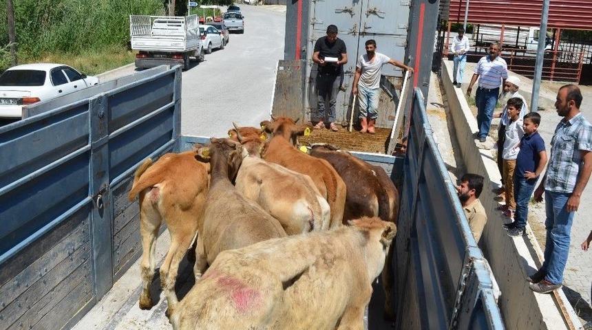 Adilcevaz&rsquo;da 12 Gen&ccedil; &Ccedil;ift&ccedil;iye 72 B&uuml;y&uuml;kbaş Hayvan Dağıtıldı