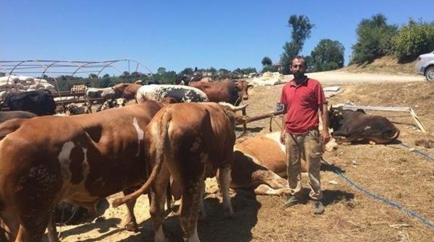 D&uuml;zce&rsquo;de Kurbanlıklar Pazara İndi