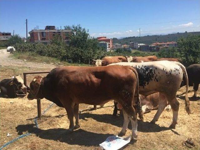 Düzce’de Kurbanlıklar Pazara İndi