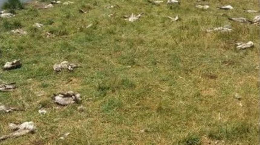 Van&rsquo;da Martı &Ouml;l&uuml;mleri