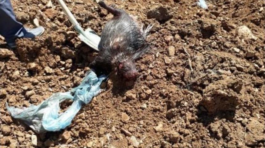 Koruma Altındaki Kirpileri &Ouml;ld&uuml;rd&uuml;ler, Tazminat &Ouml;deyecekler