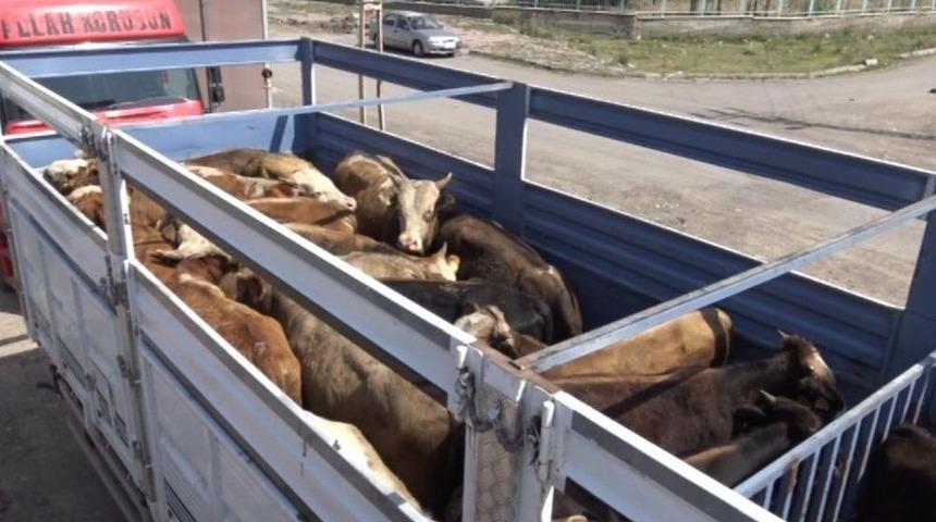 Kars&rsquo;ta Kurban Sevkiyatları Başladı