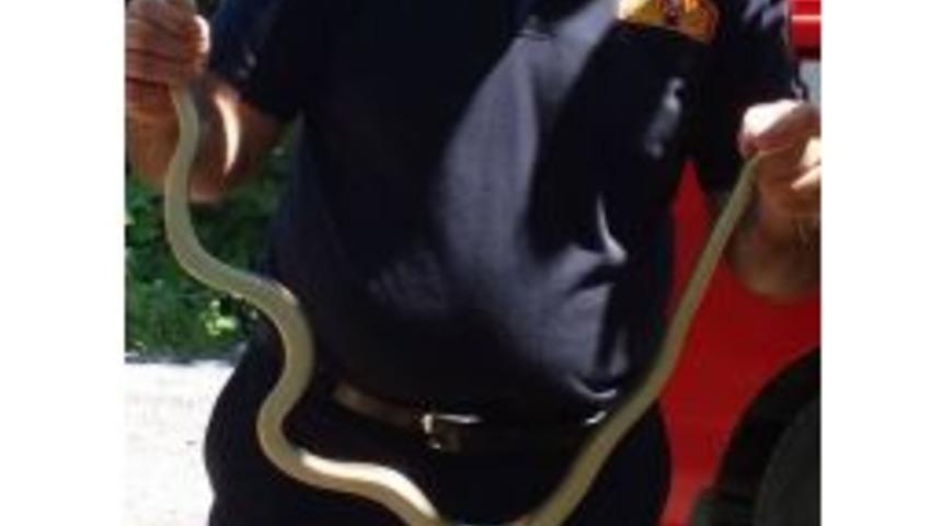 Eve Giren 1.5 Metrelik Yılanı İtfaiye Ekipleri &Ccedil;ıkardı