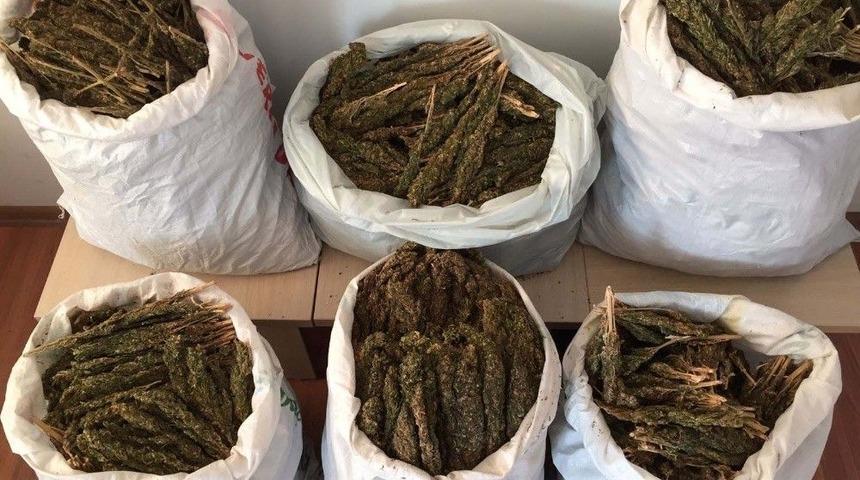 Bitlis&rsquo;te 46 Kilo Esrar Ele Ge&ccedil;irildi