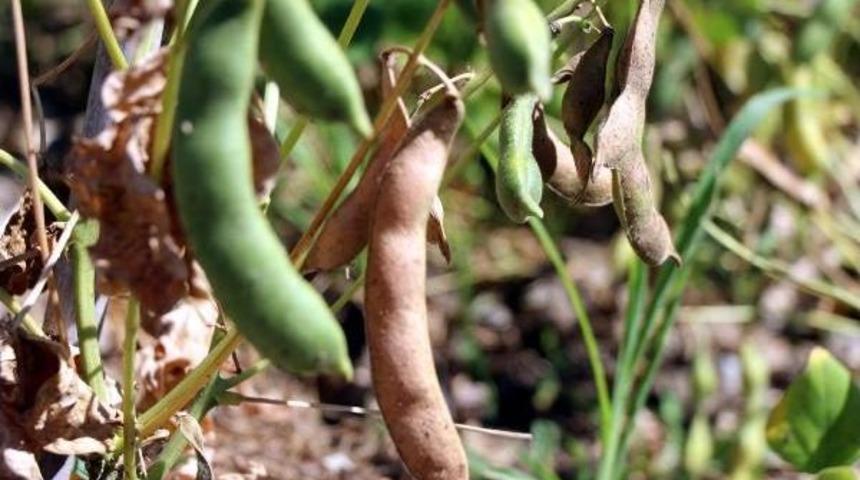 Soğuk Ve Dona Dayanıklı Fasulye &Ccedil;eşidi Geliştirildi