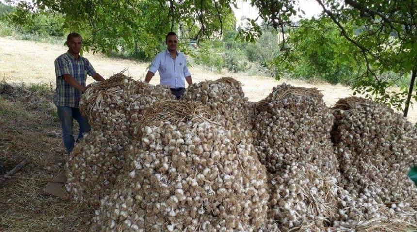 Simav&rsquo;ın Bin 450 Rakımlı Kestel K&ouml;y&uuml;nde, Y&uuml;ksek Aromalı Sarımsak &Uuml;retiliyor