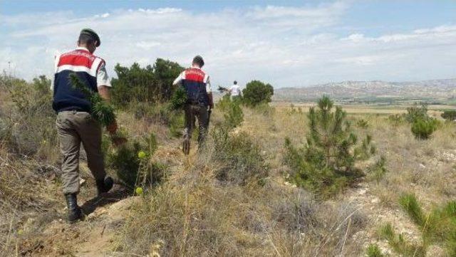 Ormanda Hintkeneviri Yetiştirene Tutuklama