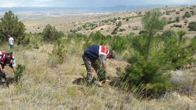 Ormanda Hintkeneviri Yetiştirene Tutuklama