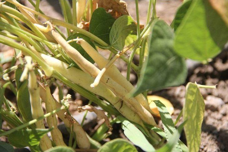 Dona Dayanıklı Fasulye Çeşidi Geliştirildi G3