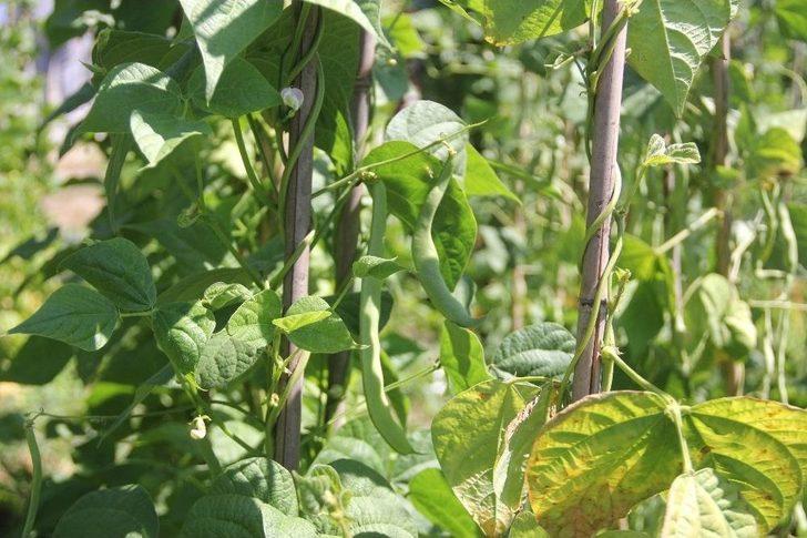 Dona Dayanıklı Fasulye Çeşidi Geliştirildi G4