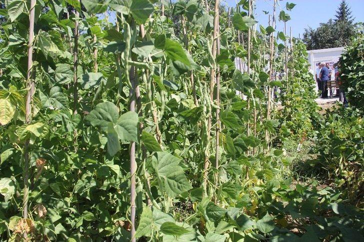 Dona Dayanıklı Fasulye Çeşidi Geliştirildi G5