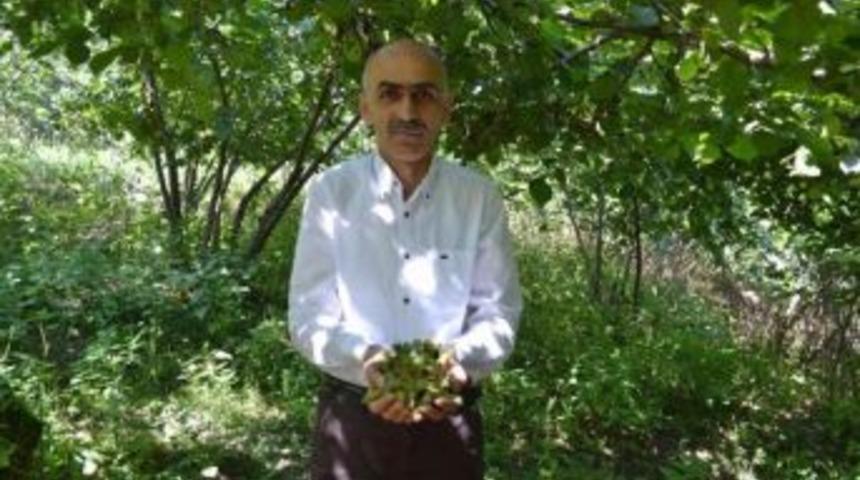 Giresun Ziraat Odası Başkanı Karan: Rekolte &Ccedil;alışması Yeniden Yapılmalı