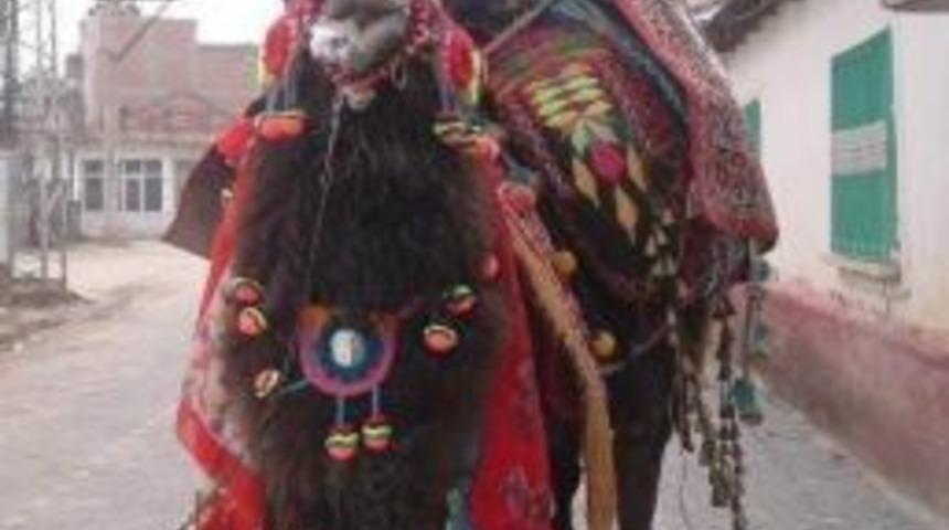 Deve Bakıcısını Hastanelik Etti