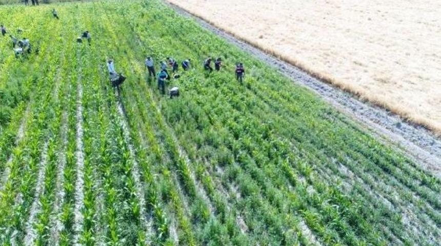 Jandarma 14 Bin 494 Kök Hint Kenevirine El Koydu