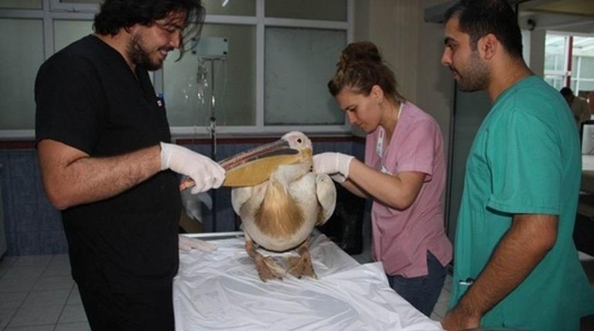 Yaralı G&ouml;&ccedil;men Kuşlar Tedavi Altına Alındı