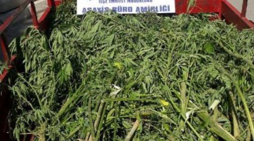 &Ccedil;i&ccedil;ek Serasında 38 K&ouml;k Hintkeneviri Ele Ge&ccedil;irildi