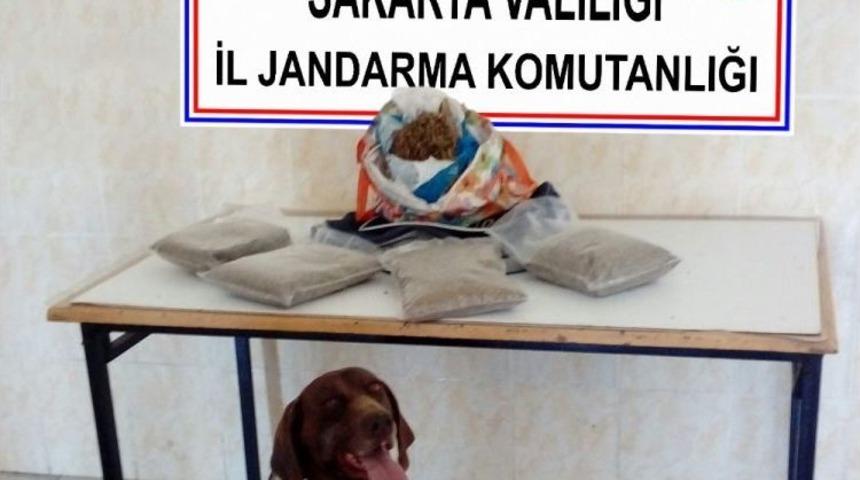 Sakarya&rsquo;da 2 Kilo Bonzai Ele Ge&ccedil;irildi