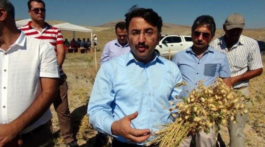 Hozat'ta Organik Nohut Hasadı Yapıldı