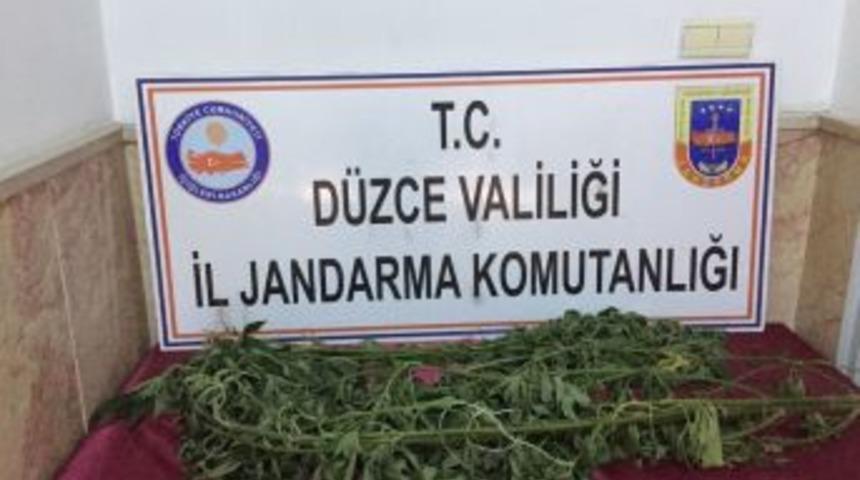 Jandarmadan Uyuşturucu Operasyonu