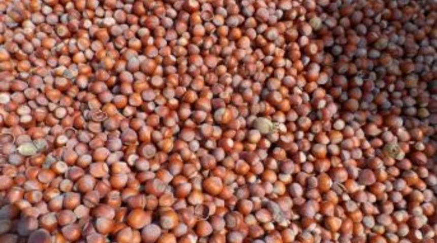 &rsquo;fındığı Erken Toplamayın&rsquo; Uyarısı