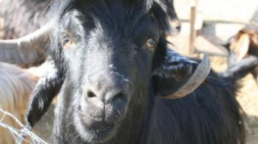 Kurbanlık Fiyatları Belirlendi