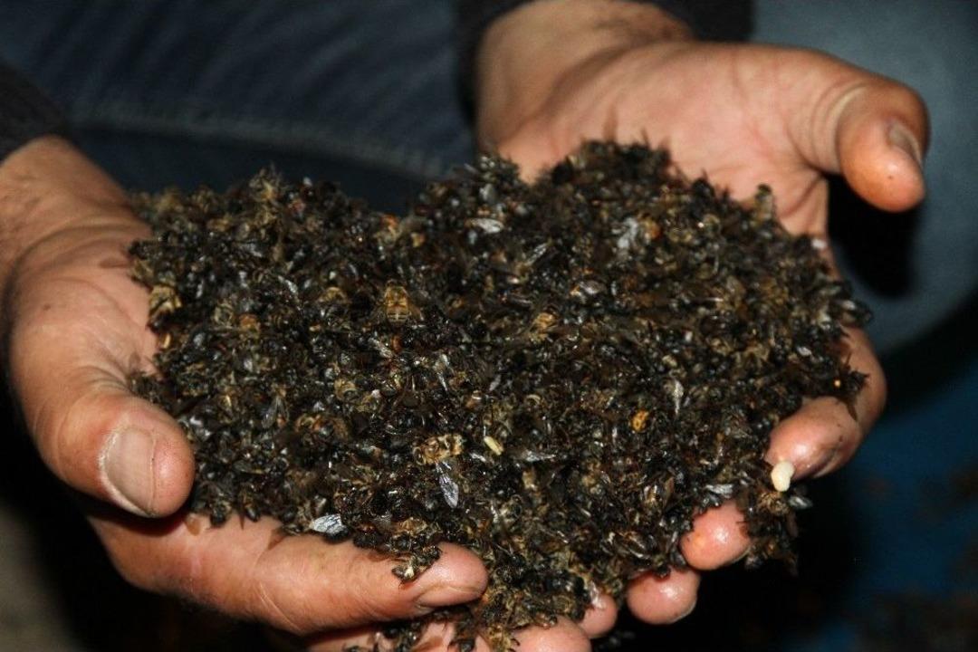 Zirai İla&ccedil; İle Binlerce Arıyı Telef Ettiler