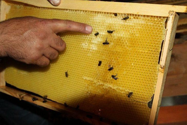 Zirai İlaç İle Binlerce Arıyı Telef Ettiler G1