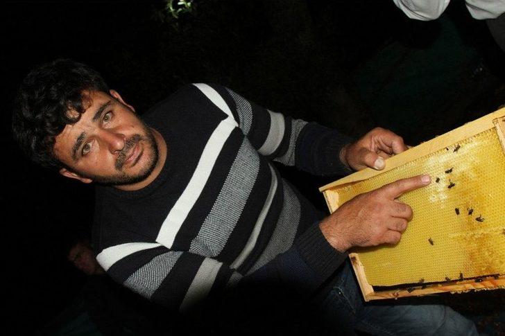 Zirai İlaç İle Binlerce Arıyı Telef Ettiler G2