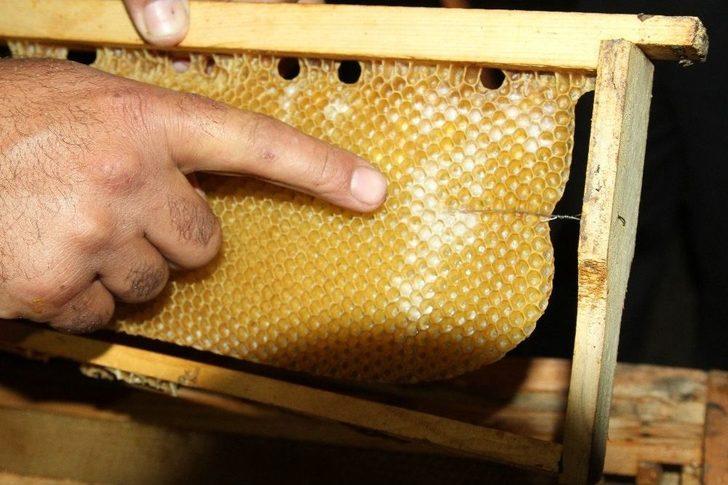 Zirai İlaç İle Binlerce Arıyı Telef Ettiler G3