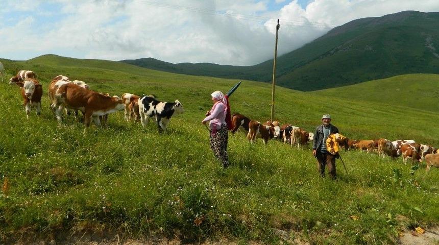 Posof&rsquo;ta &Ccedil;oban Bulamıyorlar