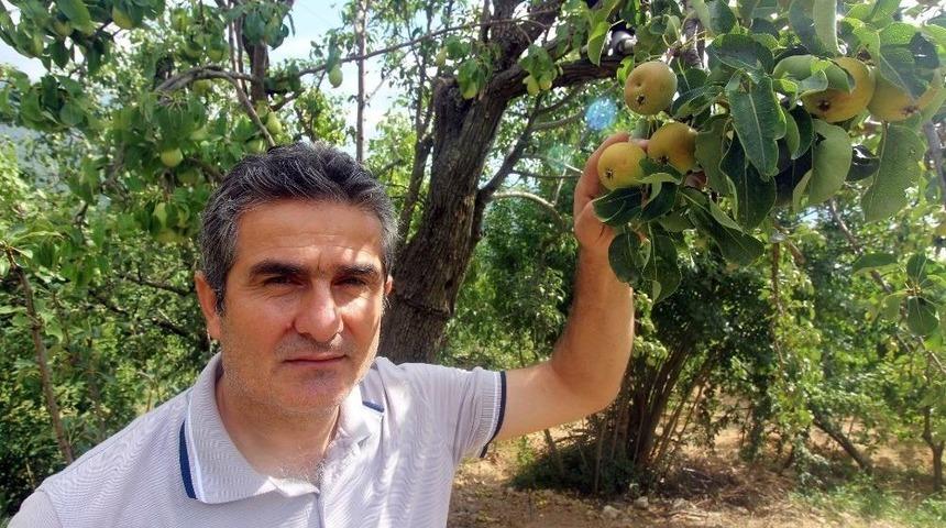 Asırlık Armut Ağacında D&ouml;rt Farklı Lezzet