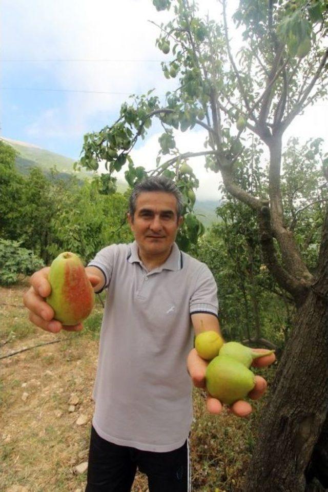 Asırlık Armut Ağacında Dört Farklı Lezzet