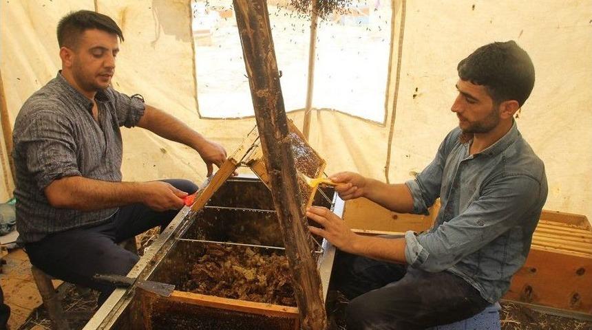 En Tatlı Hasat Başladı