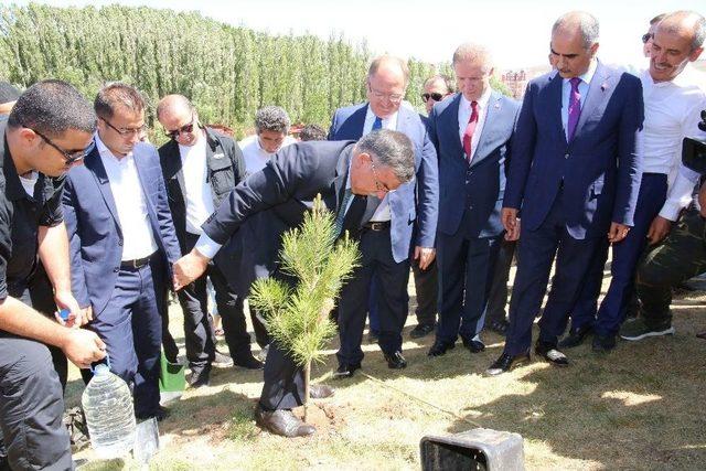 Sivas’a Nüfusu Kadar Ağaç Ve Bitki Dikildi