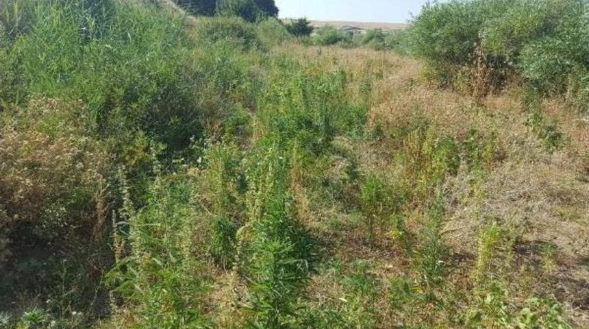 Diyarbakır'da 5 Bin 332 K&ouml;k Hintkeneviri Imha Edildi