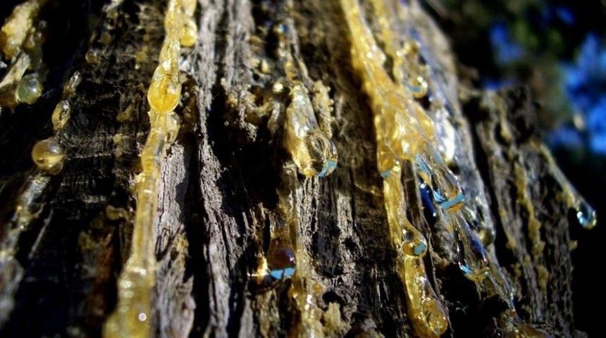 İzmir Ve Manisa&rsquo;da 85 Ton Re&ccedil;ine &Uuml;retilecek