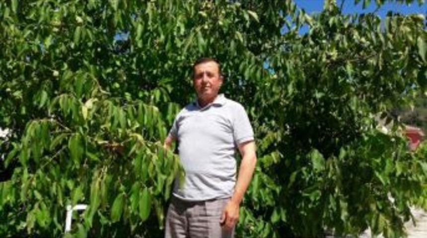 Şaphane’de Ceviz Rekoltesi Yüksek Bekleniyor