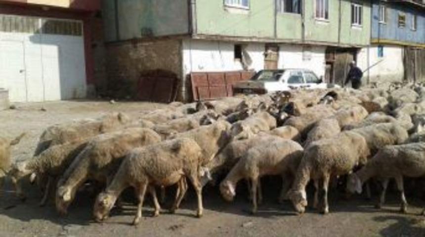 Hayvan Pazarları Yüksek Fiyatlardan Dolayı Durgun