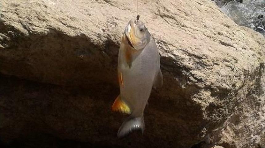 Kızılırmak'ta 'pirana' Bolluğu