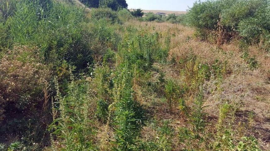 Diyarbakır&rsquo;da 5 Bin 332 K&ouml;k Kenevir Ele Ge&ccedil;irildi