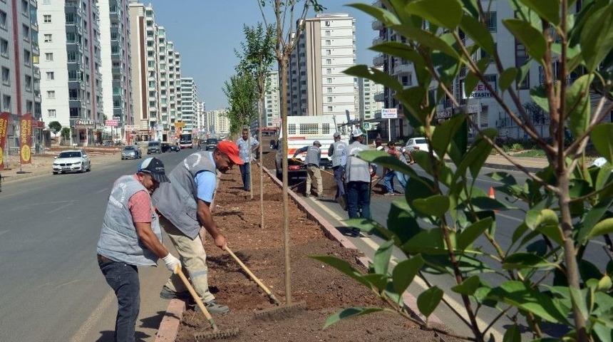 Nazım Hikmet Caddesi Artık Daha Yeşil