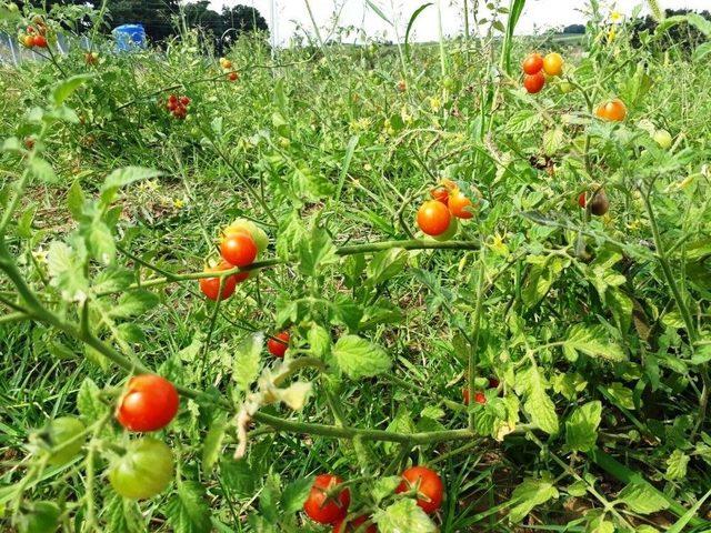 Uygulama Bahçesi İlk Ürünlerini Verdi