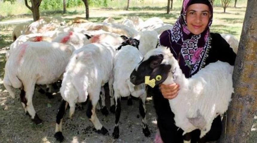 &Ccedil;ift&ccedil;ilere 'koyun Yerine Kuzu Dağıtıldığı' Tartışması