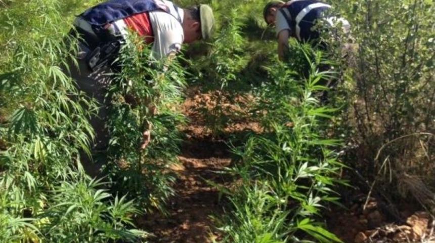 Ormanlık Alanda Kenevir Ele Ge&ccedil;irildi