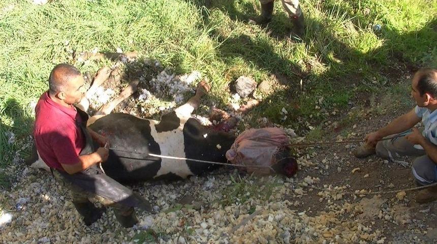 Kesimden Ka&ccedil;an Dana G&ouml;revlilere Zor Anlar Yaşattı