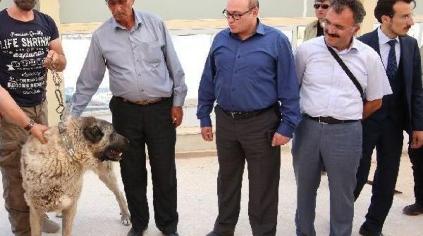 Kahramanın Babasına Kangal K&ouml;peği Hediye Edildi