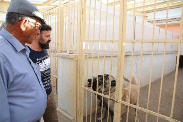 Kahramanın Babasına Kangal Köpeği Hediye Edildi