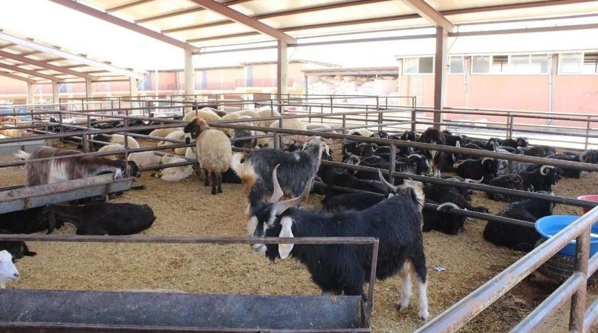 Adıyaman&rsquo;da Kurbanlık Satışları Başladı