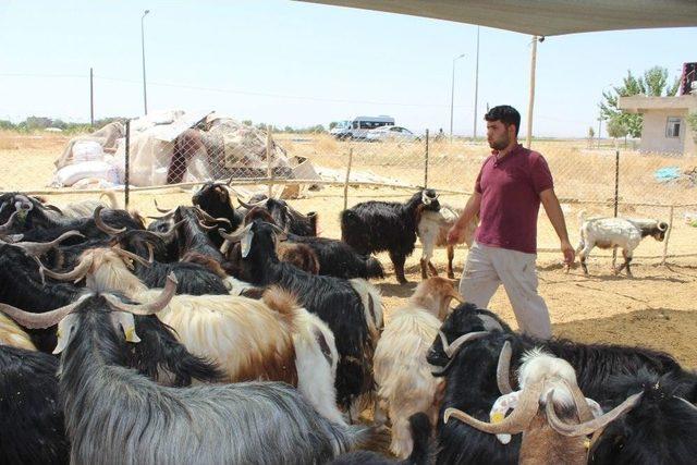 Adıyaman’da Kurbanlık Satışları Başladı